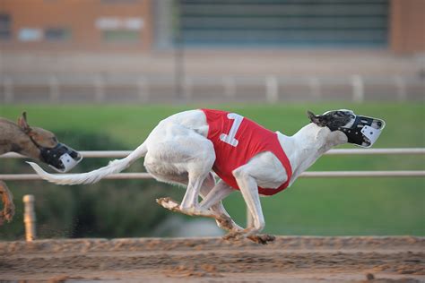 2335 Out Past Curfew Pm Schooling Races At Phoenix Greyhou Flickr