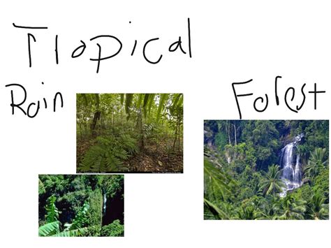 Tropical Rainforest Science Showme