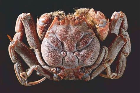 Heikegani The Crab With A Human Face Amusing Planet