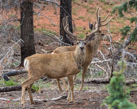 Mule Deer Buck In Velvet Bryce Canyon Np Ut Daves Travelogues