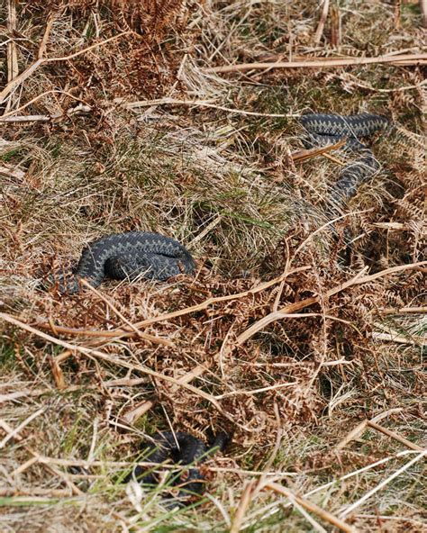 Yorkshire Field Herping And Wildlife Photography And The Adders Are Back