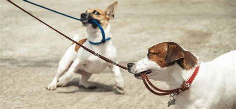 How Do You Stop Your Dog From Pulling On The Leash