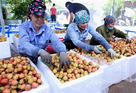 150 maps and counting in haewark hamlet with the harvest skill points allocated, and 0 harvest has. Lychee farmers enjoy early harvest