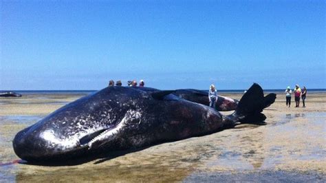 Huge Sperm Whales Found Dead On South Australia Beach Bbc News