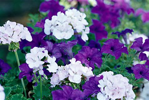 17 Of The Best Annual Plant Pairings For Summer Long Color