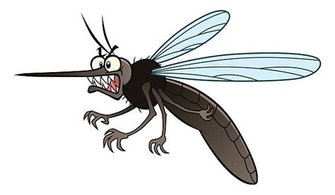 Royalty Free Mosquito Clip Art Vector Images And Illustrations Istock