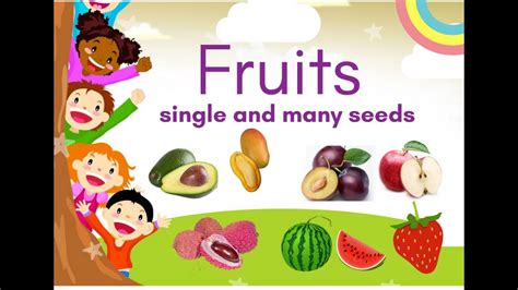 Fruits Single And Many Seeds Youtube