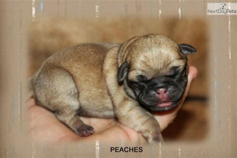 Click here to be notified when new pug puppies are listed. Pug puppy for sale near Mcallen / Edinburg, Texas | a54b9cd8-1721 | Baby pugs, Pug puppies for ...