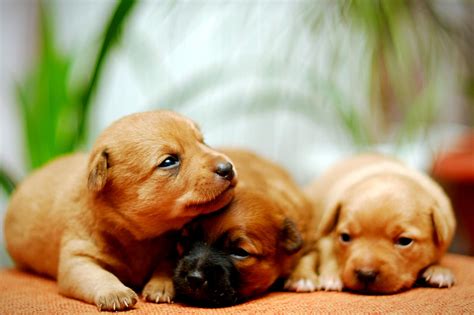 Puppies Dogs Wallpaper 37085161 Fanpop