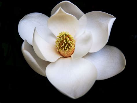 Perfect Magnolia Flower Free Photo On Pixabay