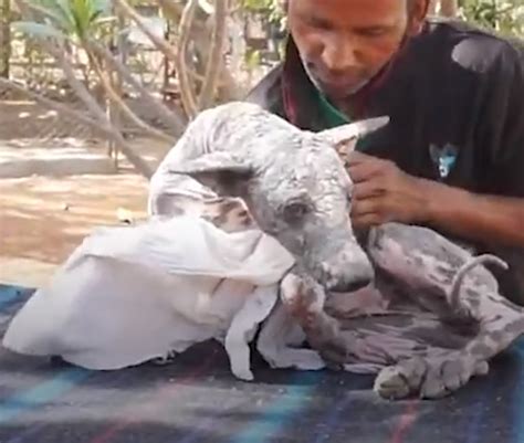 Gabrielle a grandi dans la petite bourgeoisie agricole où son rêve d'une passion absolue fait scandale. Un chien atteint d'une terrible maladie de la peau a été retrouvé tremblant sur un tas de ...