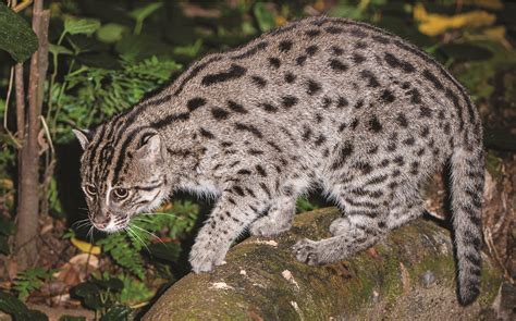 Secrets Of The Worlds 38 Species Of Wild Cats National Geographic Blog
