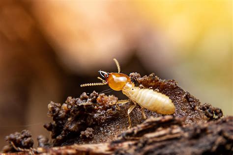 What Role Do Termites Play In A Savanna Biome Worldatlas