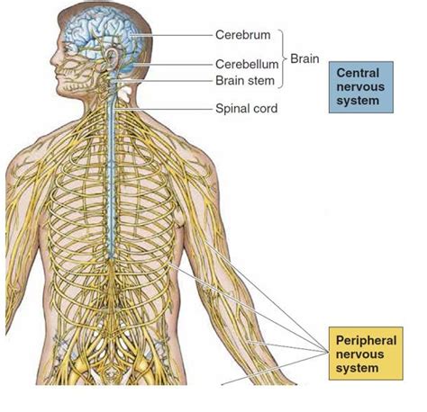 Main Divisions Of The Nervous System 22 Download Scientific Diagram