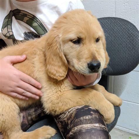 Look at pictures of puppies in nashville who need a home. Golden Retriever Puppies For Sale | Greeneville, TN #308089