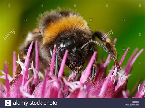 Bumblebee Feeding On An Alium Flower Possibly Bombus Terrestris A