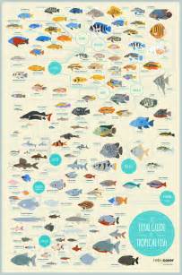 The Total Guide to Tropical Fish #infographic #Food #Fish