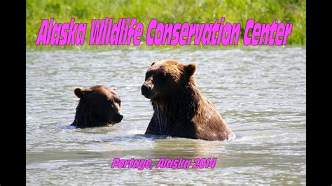 Alaska Wildlife Conservation Center Portage Alaska 2014 Youtube