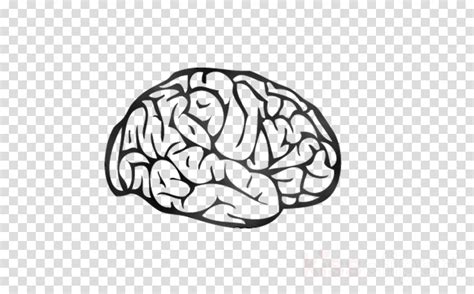 Clip Art Brain 20 Free Cliparts Download Images On Clipground 2023