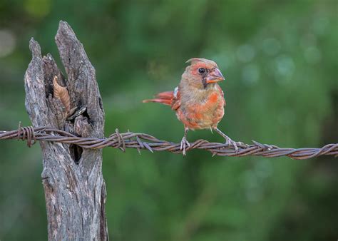 Juvenile Northern Cardinal Photograph By Larry Pacey