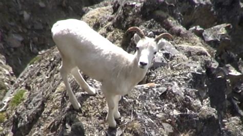 Dall Sheep Lamb Alaska Range Youtube