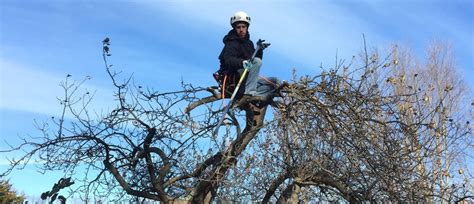Pruning Archives Barts Tree Service