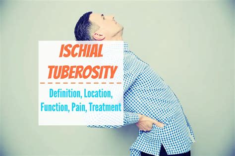 Ischial Tuberosity Definition Location Function Pain Treatment