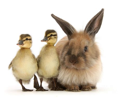 Easter Bunny And Duckies Photograph By Warren Photographic Pixels