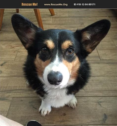 Corgi Rescue North Texas