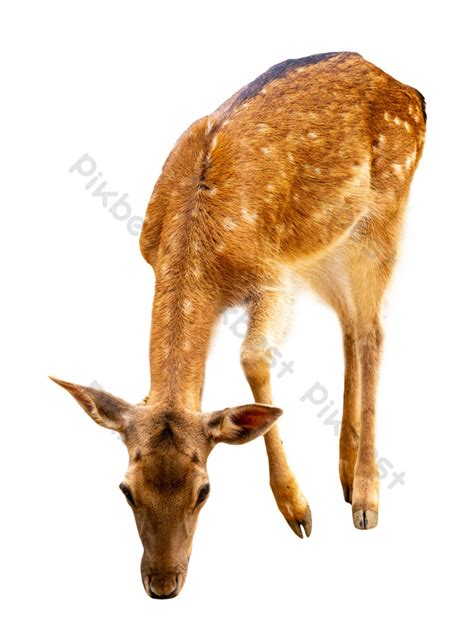 Sika Deer Png Images Raw Free Download Pikbest
