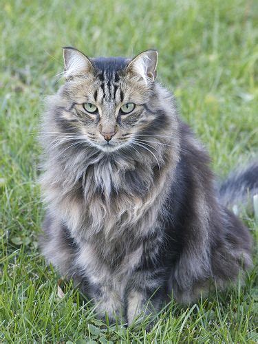 Ozzie Norwegian Forest Cat Pretty Cats Cats