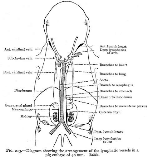 File:Bailey213.jpg - Embryology