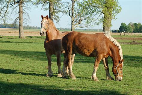 Are Belgian Horses Bigger Than Clydesdales Plus Quick Facts