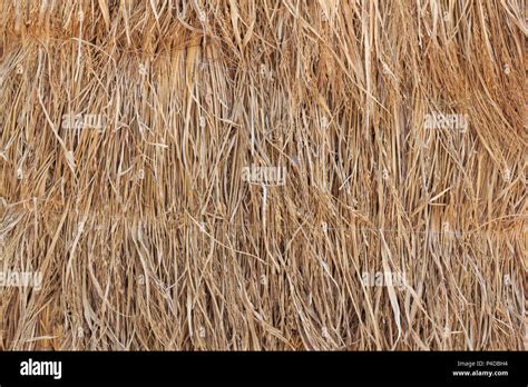 Close Up Dry Straw Texture Pattern Background Stock Photo Alamy