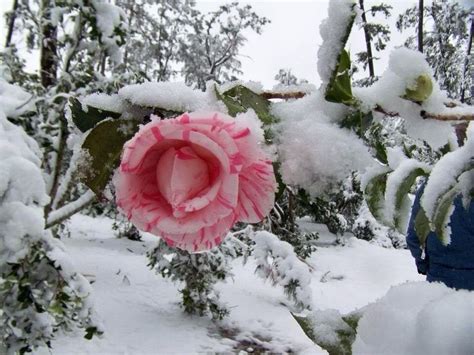 Pin By Sharon Mcclung On Winter Snow Rose Winter Flowers Rose Images
