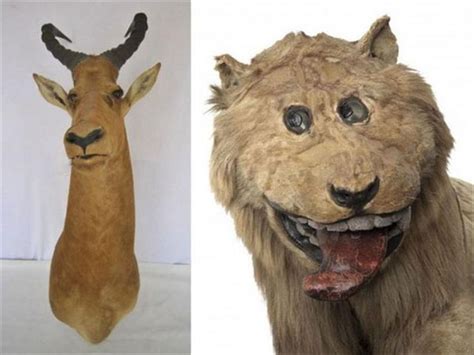 The Very Best Of Really Bad Taxidermy 23 Pics Bad Taxidermy Funny