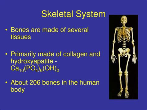 Ppt Anatomy And Physiology I Unit 7 The Skeletal System Powerpoint