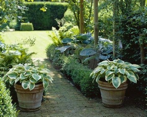 Hostas In Pots Simple And Pretty Garden Containers Container Plants