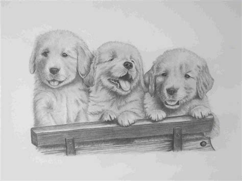 How To Draw A Golden Retriever Learn How To Housebreak Your Dog In 6