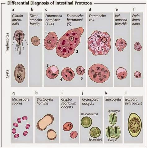 Medical Laboratory And Biomedical Science Overview Of Intestinal