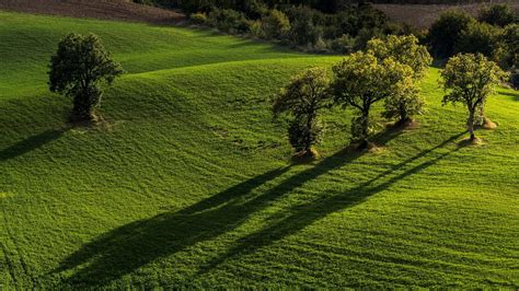 Forest Nature Minimalism Hill Simple Shadow Wallpaper 182535