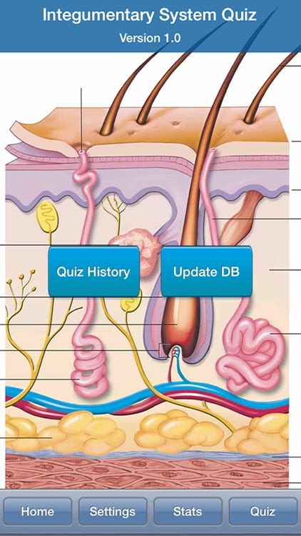 Human Biology Integumentary System Quiz By Coskun Cakir
