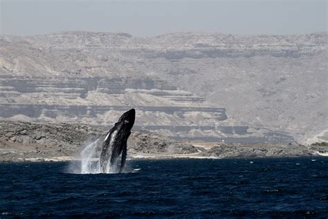 Humpback whales in their breeding area in the albrolhos national marine park, brazil. Humpback whales starting to recover after decades of ...