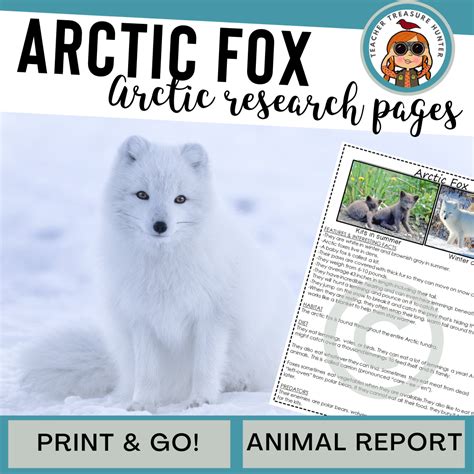 Arctic Fox Habitat Diorama