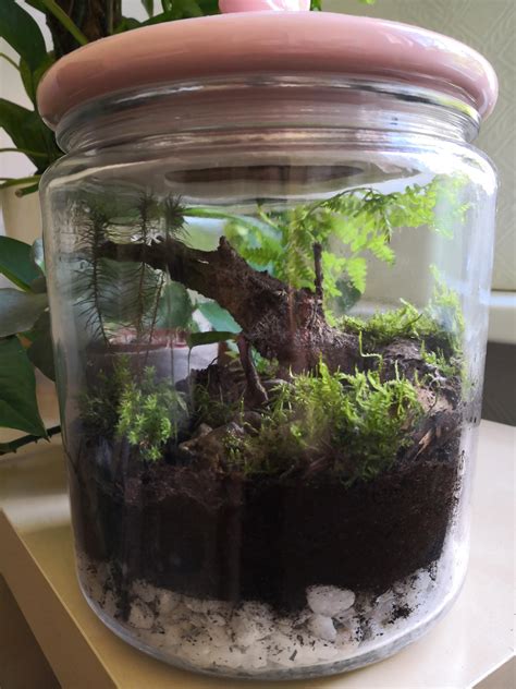 It came out yesterday, and there were queues of cute people outside h&m in the morning. My first shot at ecosystem in a jar! : plants