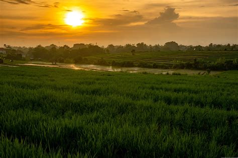 Rice Field Sunset Free Photo On Pixabay Pixabay