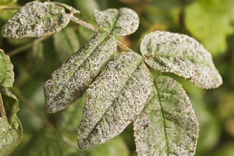 Is spraying a milk solution the best treatment option? Using Milk for Powdery Mildew Control