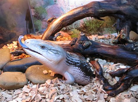 Blue Tongued Skinks Low Maintenance Pets •