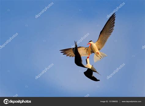 Two Birds Fighting On Sky — Stock Photo © Ondrejprosicky 131396052