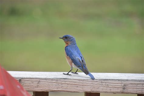 I spend all my time trying to catch pictures of this bluebird, and grandma gets a shot this good ...